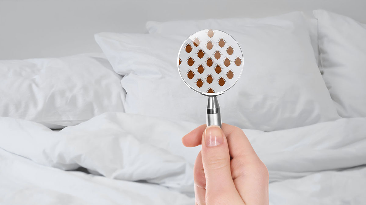 Как бороться с постельными клопами и чем они опасны